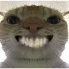 hachimidontknow
