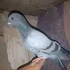 user7100405075405