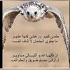 user5393615147241
