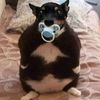 trusrt