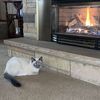 gizmo_thesiamese