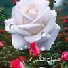 user6531161762778