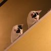 cosmoyodabadcats