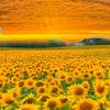 user8818118612915