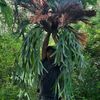 anggrek.hutan64
