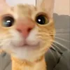 lordsito_oj