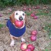 dog.with.apple.ai