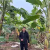Bột chuối xanh TC MẸ làm