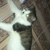 basanjqk