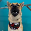 nymeria_the_dog