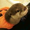 otter_fan6