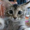 lusia.anindra