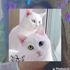 asliya.obinay