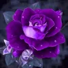 user19591612um_zaid