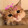 Pets.VN