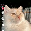 zelmat.wasim