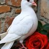 .glnur35