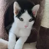 katzendinokeks27