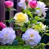 raiq.elhassan