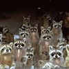 raccoonhegemony