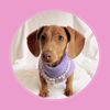 Churro the Mini Dachshund 🎀