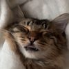 squishythefunnycat