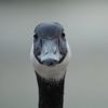 golddengoose7954