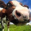 funnyanimals0092