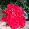 norma.rojas7238