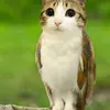 meow54213