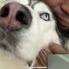 sokka_ze_husky