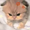 chj.vjj7