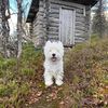 carlos_nok
