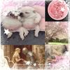applessweetblossom