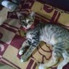 f_luthfi20