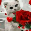 yuheraa1