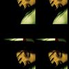 uwonn_nyll