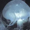 jelly_fish.9