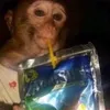 1monke58