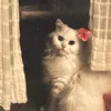 neba_80