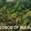 ogorod_of_bulba