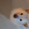 lilyaral0