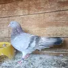داعم الهوايه