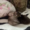 pasha_r34