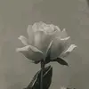 xcyabca