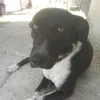 blakcdogkinggod