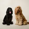 Bella & Papaya