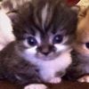 baby_c4uya