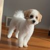 cheerio_themaltipoo_