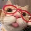 patito_504